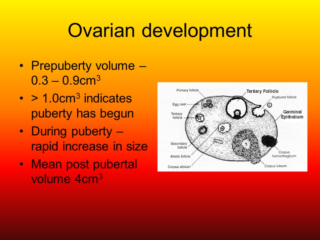 Ovarian development Prepuberty volume – 0.3 – 0.9cm3 > 1.0cm3 indicates puberty has begun